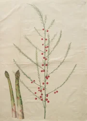 Asparagus officinalis